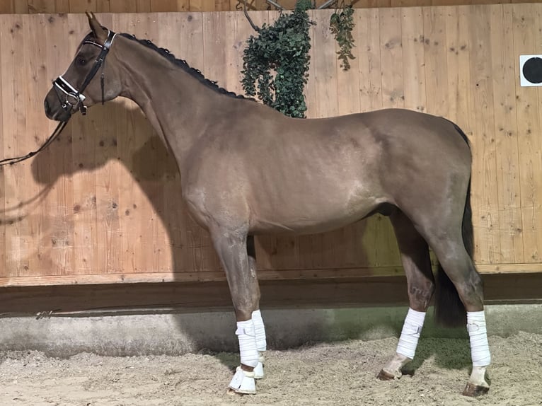 Hannoveriano Caballo castrado 3 años 168 cm Alazán-tostado in Riedlingen