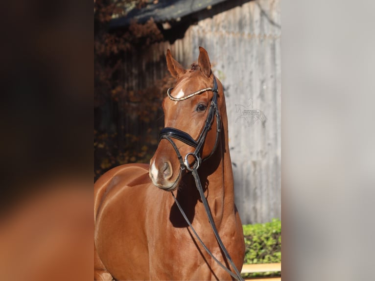 Hannoveriano Caballo castrado 3 años 168 cm in Hassendorf