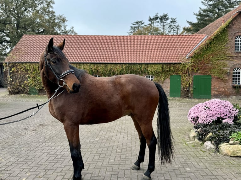 Hannoveriano Caballo castrado 3 años 168 cm Castaño in Schwanewede