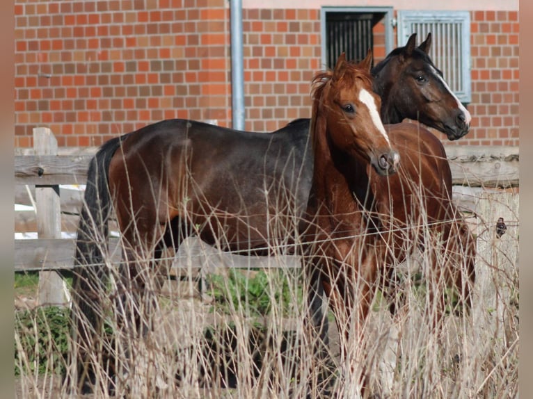 Hannoveriano Caballo castrado 3 años 168 cm Castaño in Deinstedt