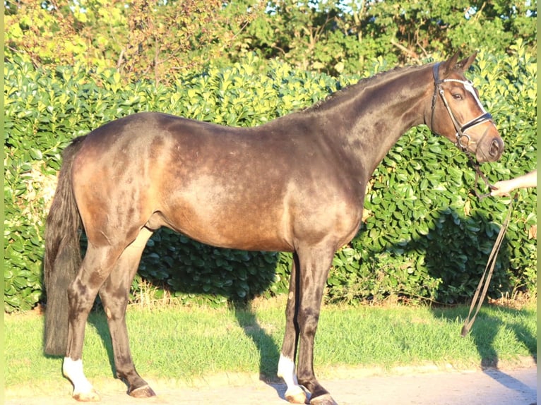 Hannoveriano Caballo castrado 3 años 168 cm Castaño in Selsingen