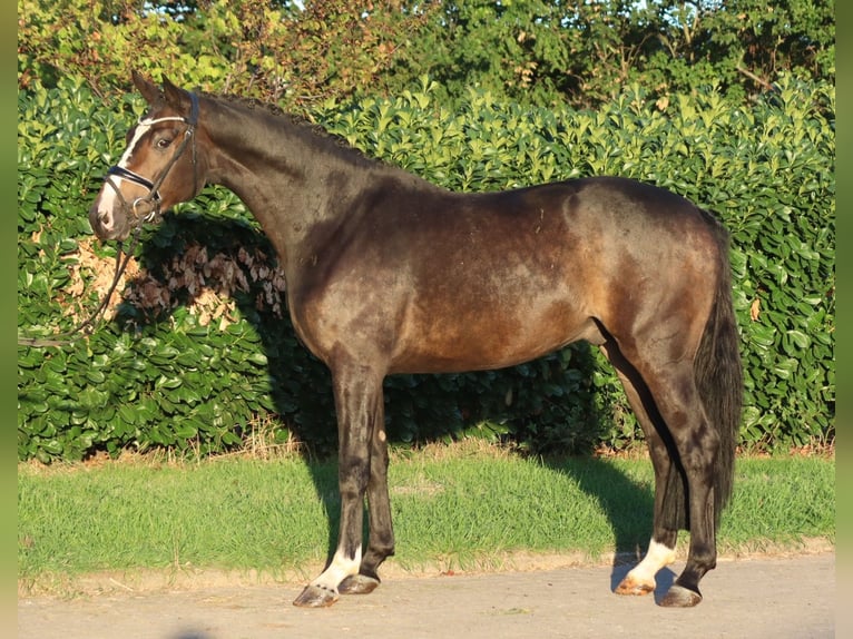 Hannoveriano Caballo castrado 3 años 168 cm Castaño in Selsingen
