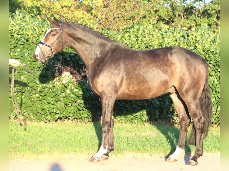 Hannoveriano Caballo castrado 3 años 168 cm Castaño in Selsingen