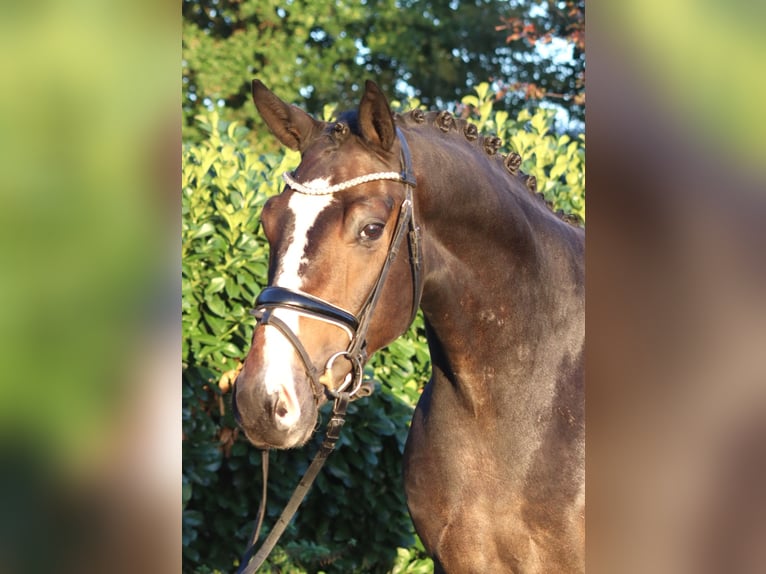Hannoveriano Caballo castrado 3 años 168 cm Castaño in Selsingen