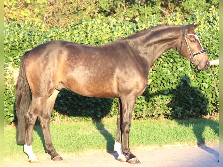 Hannoveriano Caballo castrado 3 años 168 cm Castaño in Selsingen