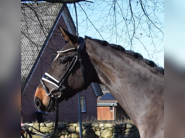 Hannoveriano Caballo castrado 3 años 168 cm Castaño in Fredenbeck