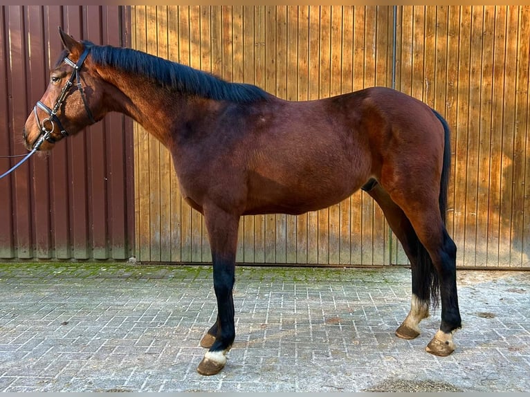 Hannoveriano Caballo castrado 3 años 168 cm Castaño in Geestland