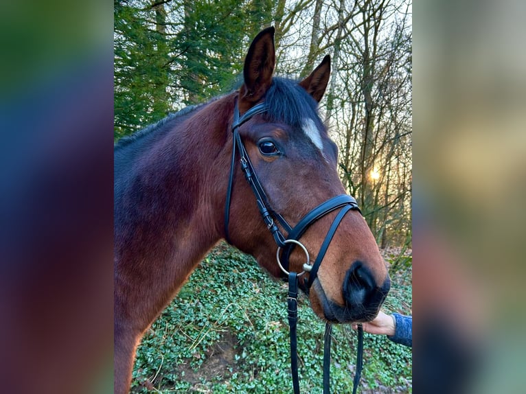 Hannoveriano Caballo castrado 3 años 168 cm Castaño in Geestland