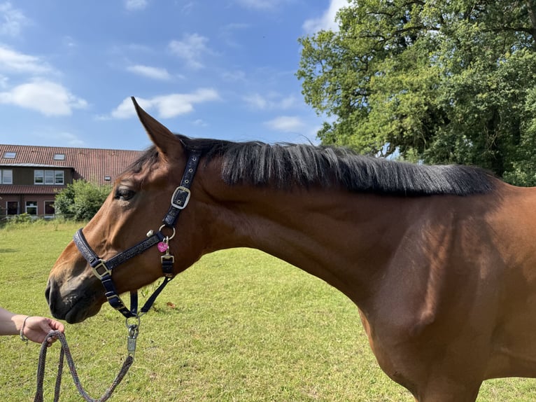Hannoveriano Caballo castrado 3 años 168 cm Castaño in Isernhagen