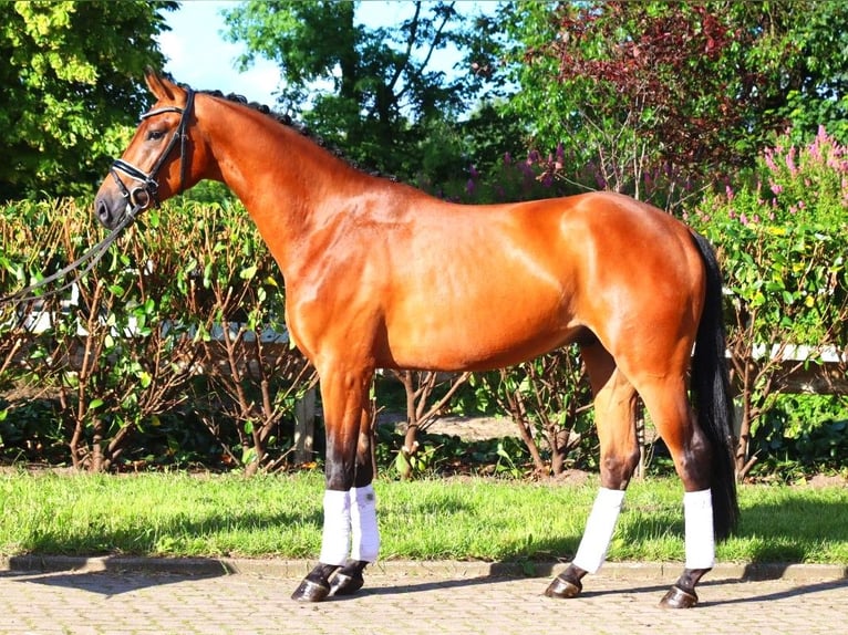 Hannoveriano Caballo castrado 3 años 168 cm Castaño in Selsingen