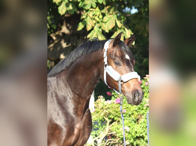 Hannoveriano Caballo castrado 3 años 168 cm Castaño in Selsingen