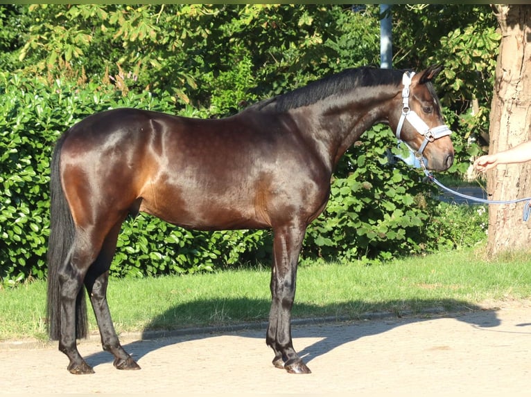 Hannoveriano Caballo castrado 3 años 168 cm Castaño in Selsingen