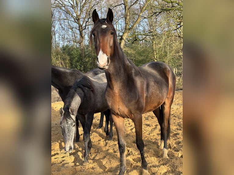 Hannoveriano Caballo castrado 3 años 168 cm Castaño in Neuenkirchen
