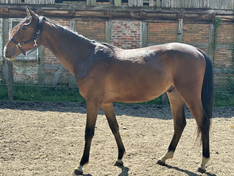 Hannoveriano Caballo castrado 3 años 168 cm Castaño in Neuenkirchen