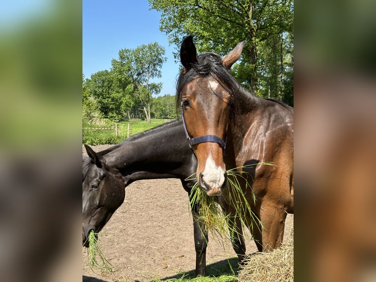 Hannoveriano Caballo castrado 3 años 168 cm Castaño in Neuenkirchen
