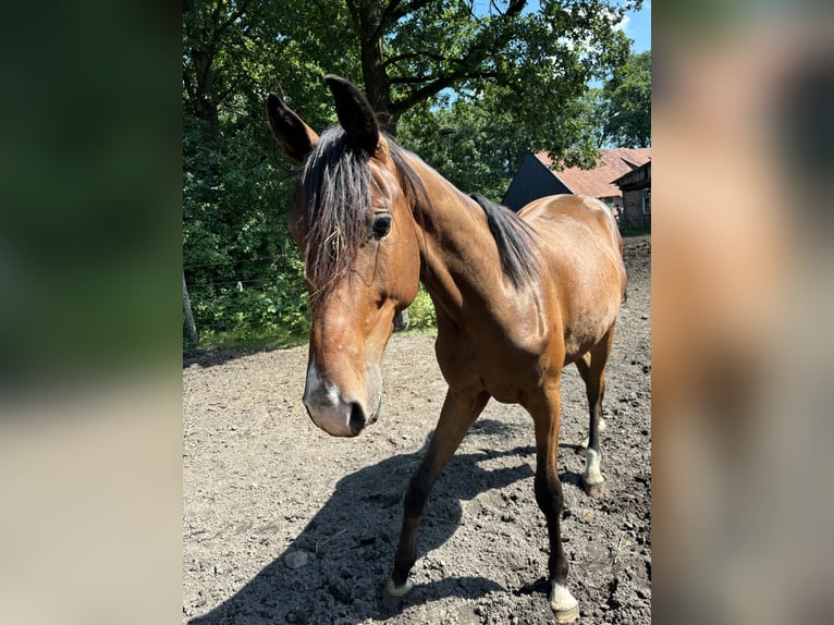 Hannoveriano Caballo castrado 3 años 168 cm Castaño in Neuenkirchen