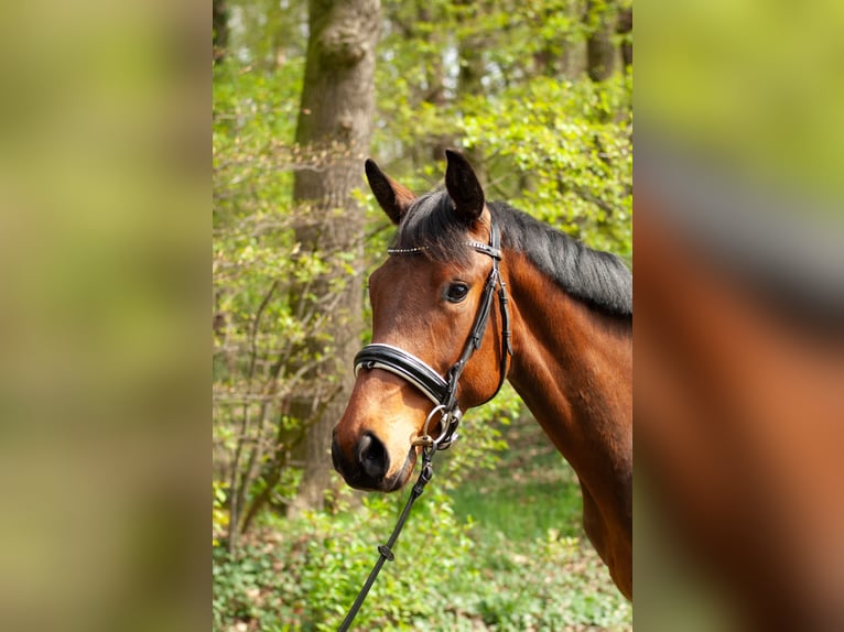 Hannoveriano Caballo castrado 3 años 168 cm Castaño oscuro in Bockenem