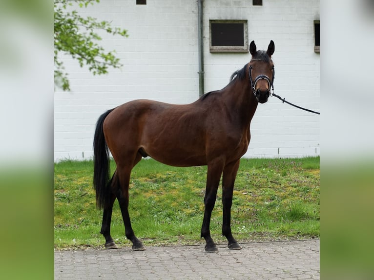 Hannoveriano Caballo castrado 3 años 168 cm Castaño oscuro in Bockenem