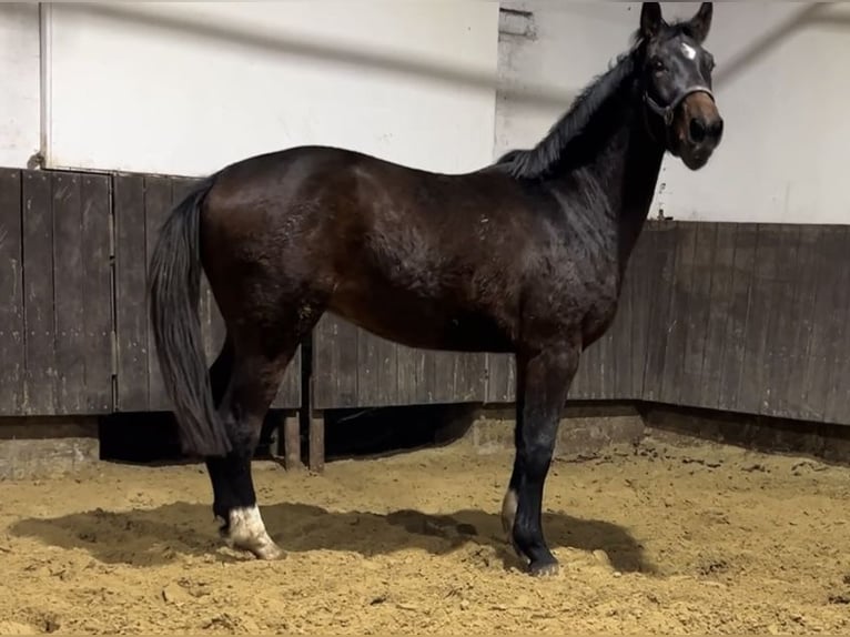 Hannoveriano Caballo castrado 3 años 168 cm Castaño oscuro in Kevelaer