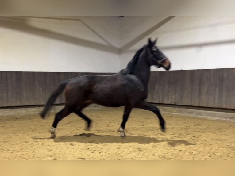 Hannoveriano Caballo castrado 3 años 168 cm Castaño oscuro in Kevelaer