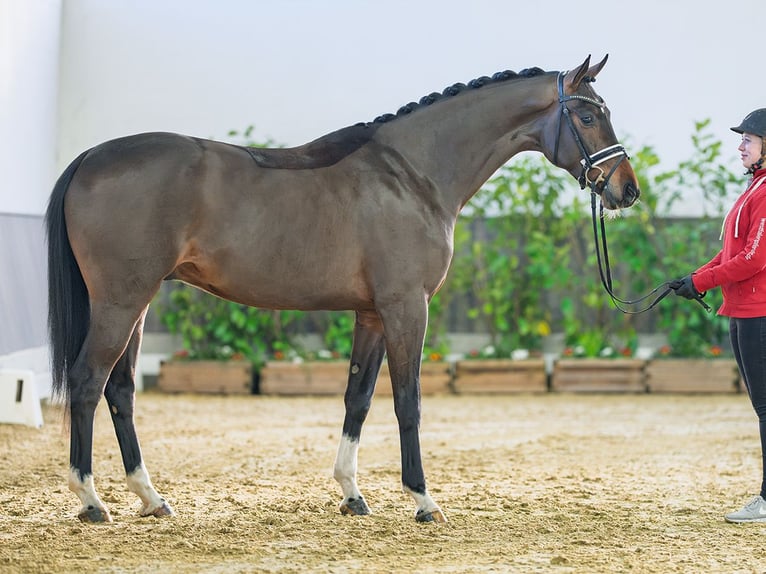 Hannoveriano Caballo castrado 3 años 168 cm Castaño oscuro in M&#xFC;nster-Handorf