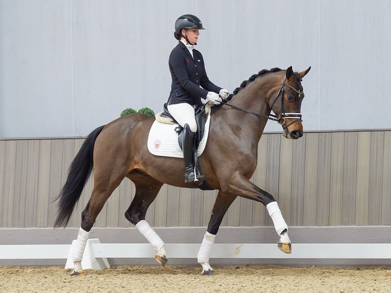 Hannoveriano Caballo castrado 3 años 168 cm Castaño oscuro in M&#xFC;nster-Handorf