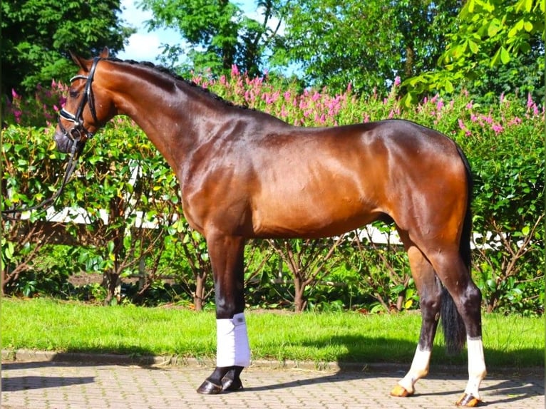 Hannoveriano Caballo castrado 3 años 168 cm Castaño oscuro in Selsingen