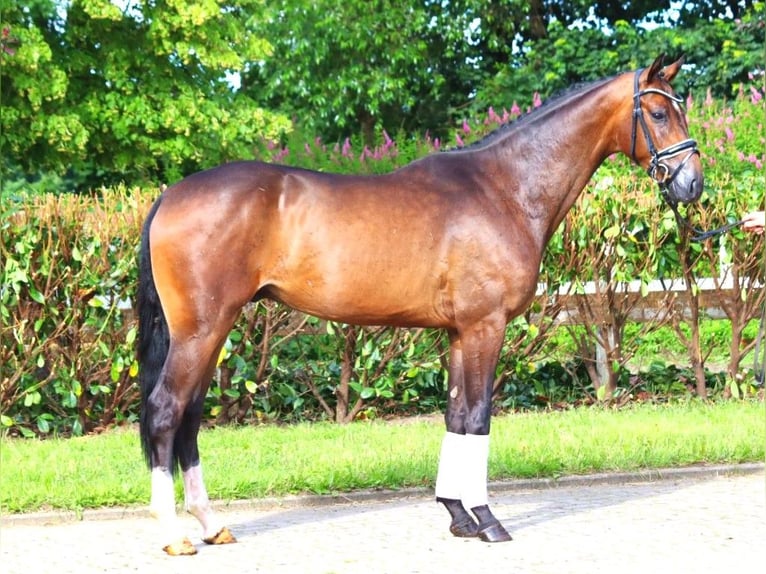 Hannoveriano Caballo castrado 3 años 168 cm Castaño oscuro in Selsingen