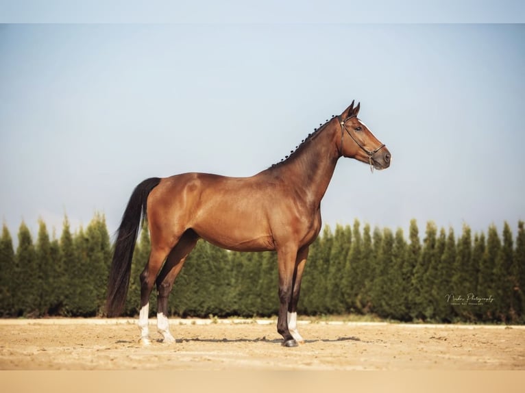 Hannoveriano Caballo castrado 3 años 168 cm Castaño rojizo in Brandenburg