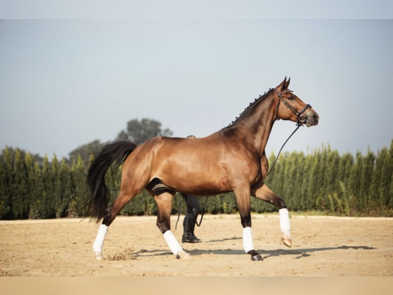 Hannoveriano Caballo castrado 3 años 168 cm Castaño rojizo in Brandenburg