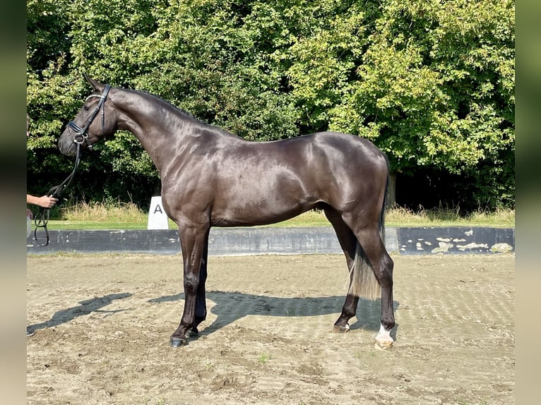 Hannoveriano Caballo castrado 3 años 168 cm Negro in Rees