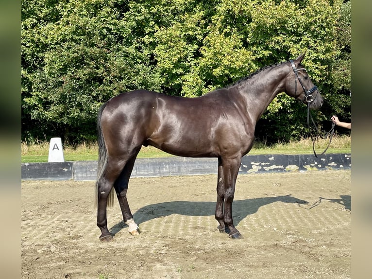 Hannoveriano Caballo castrado 3 años 168 cm Negro in Rees