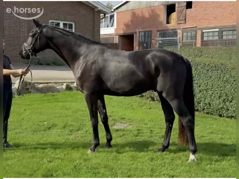 Hannoveriano Caballo castrado 3 años 168 cm Negro in Hemmoor