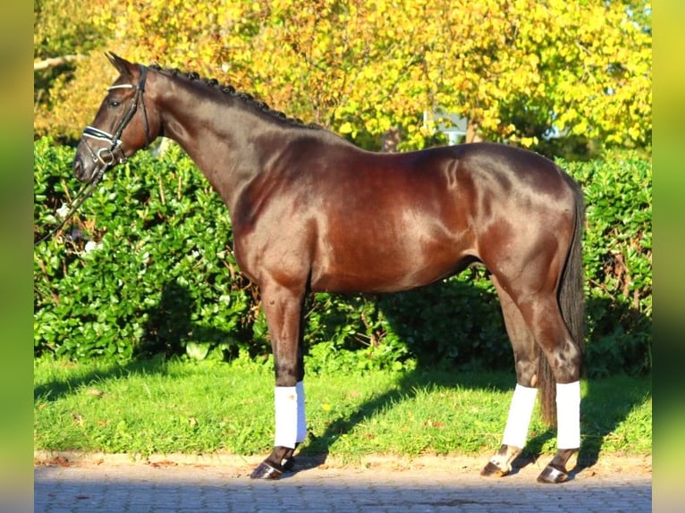 Hannoveriano Caballo castrado 3 años 168 cm Negro in Selsingen