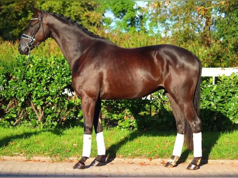 Hannoveriano Caballo castrado 3 años 168 cm Negro in Selsingen