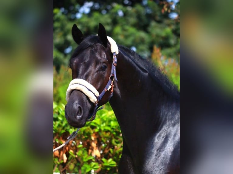 Hannoveriano Caballo castrado 3 años 168 cm Negro in Selsingen