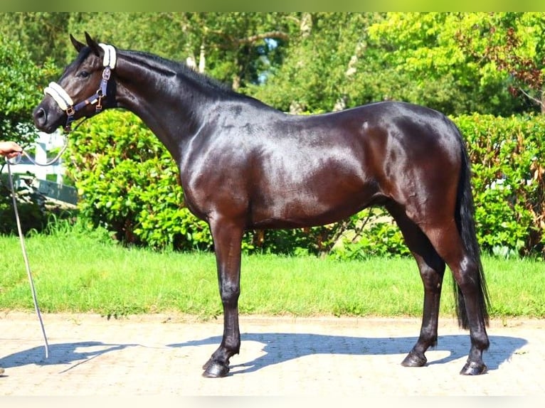 Hannoveriano Caballo castrado 3 años 168 cm Negro in Selsingen