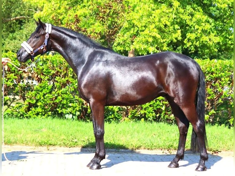 Hannoveriano Caballo castrado 3 años 168 cm Negro in Selsingen