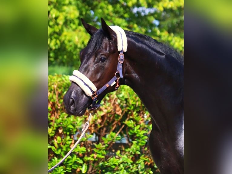 Hannoveriano Caballo castrado 3 años 168 cm Negro in Selsingen