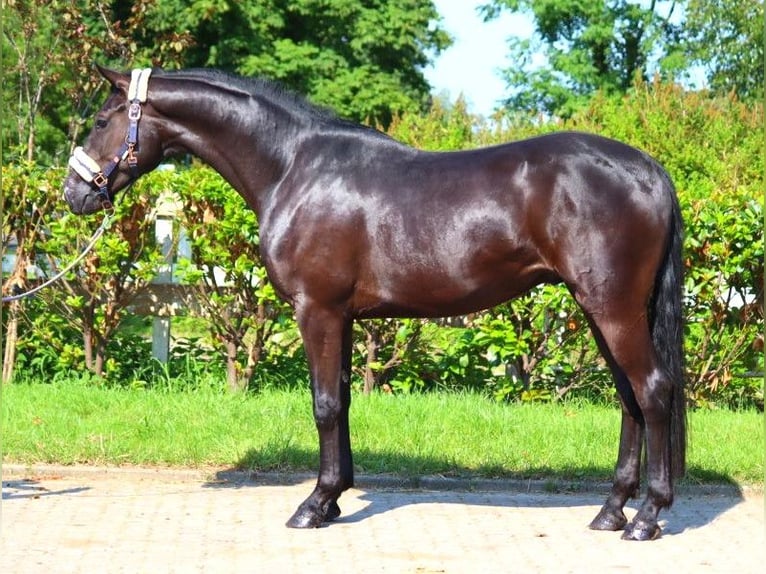 Hannoveriano Caballo castrado 3 años 168 cm Negro in Selsingen