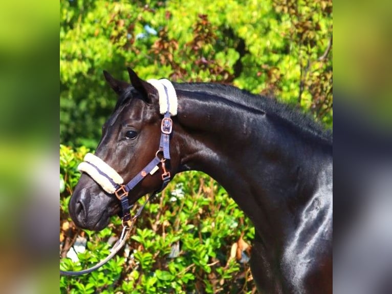 Hannoveriano Caballo castrado 3 años 168 cm Negro in Selsingen