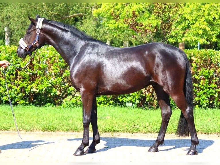 Hannoveriano Caballo castrado 3 años 168 cm Negro in Selsingen