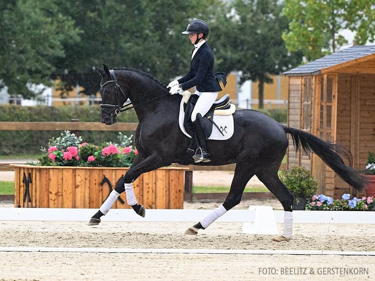 Hannoveriano Caballo castrado 3 años 168 cm Negro in Verden