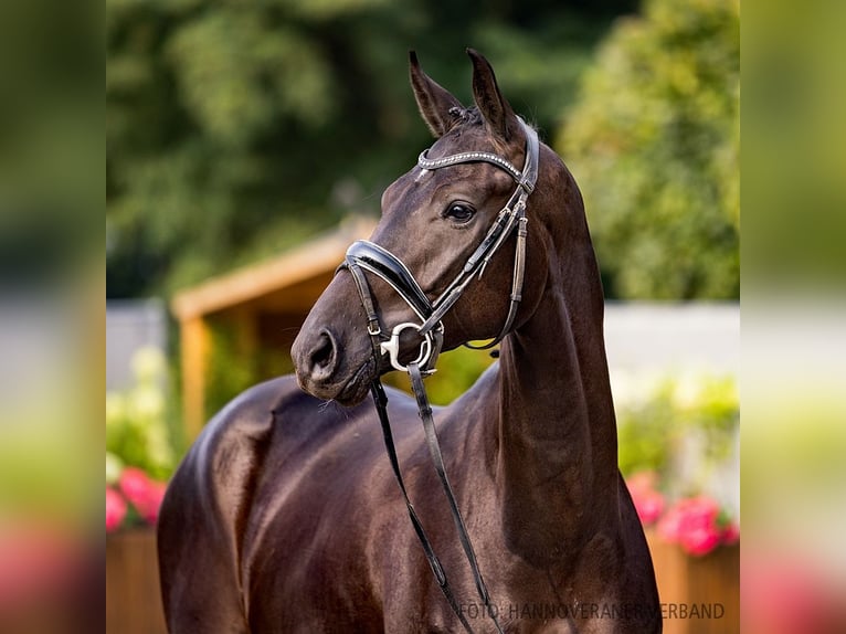 Hannoveriano Caballo castrado 3 años 168 cm Negro in Verden