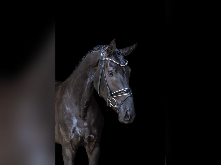 Hannoveriano Caballo castrado 3 años 168 cm Negro in Wingst