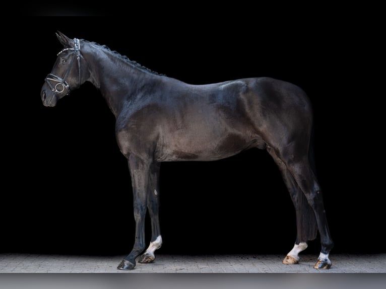 Hannoveriano Caballo castrado 3 años 168 cm Negro in Wingst
