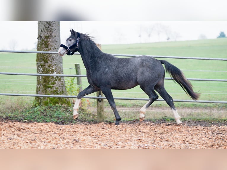 Hannoveriano Caballo castrado 3 años 168 cm Tordo in Eningen unter Achalm