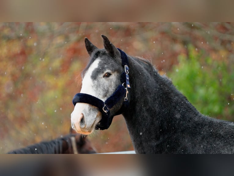 Hannoveriano Caballo castrado 3 años 168 cm Tordo in Eningen unter Achalm