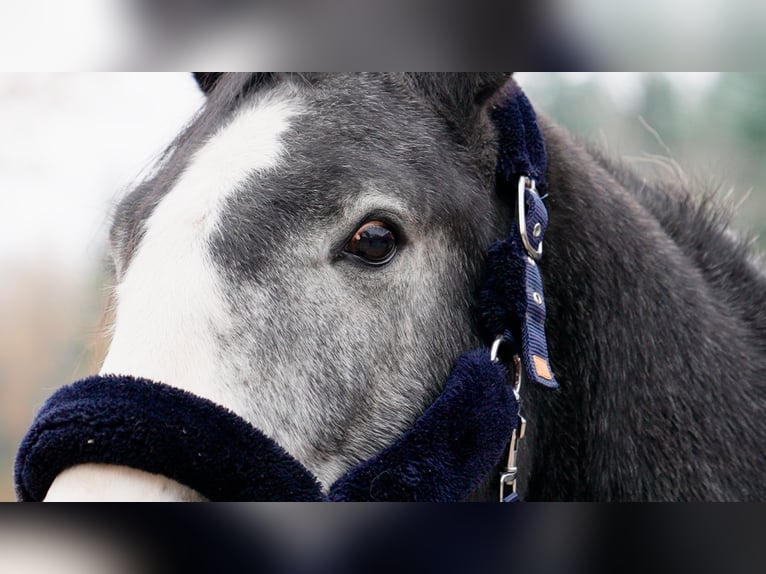 Hannoveriano Caballo castrado 3 años 168 cm Tordo in Eningen unter Achalm