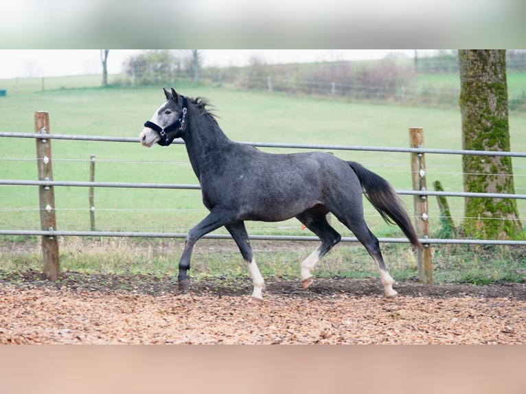 Hannoveriano Caballo castrado 3 años 168 cm Tordo in Eningen unter Achalm